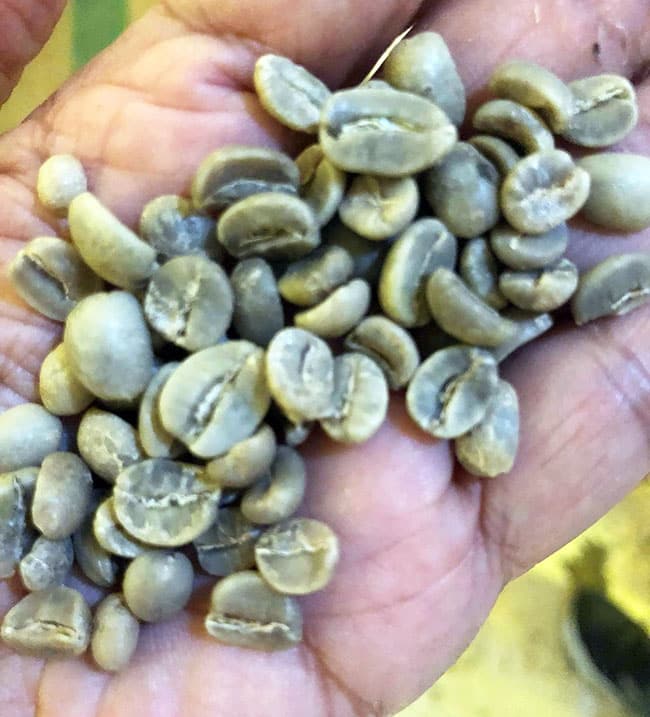 Philippine coffee farm tour